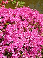 Azalee - Azalea Hatsugiri (fam. Ericacees) (1) (Photo F. Mrugala)